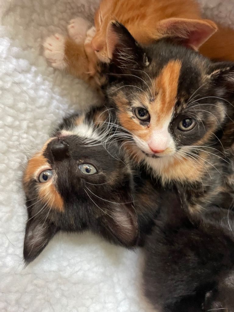 7 Strong, Healthy and Adorable Kittens looking for New Adventures!