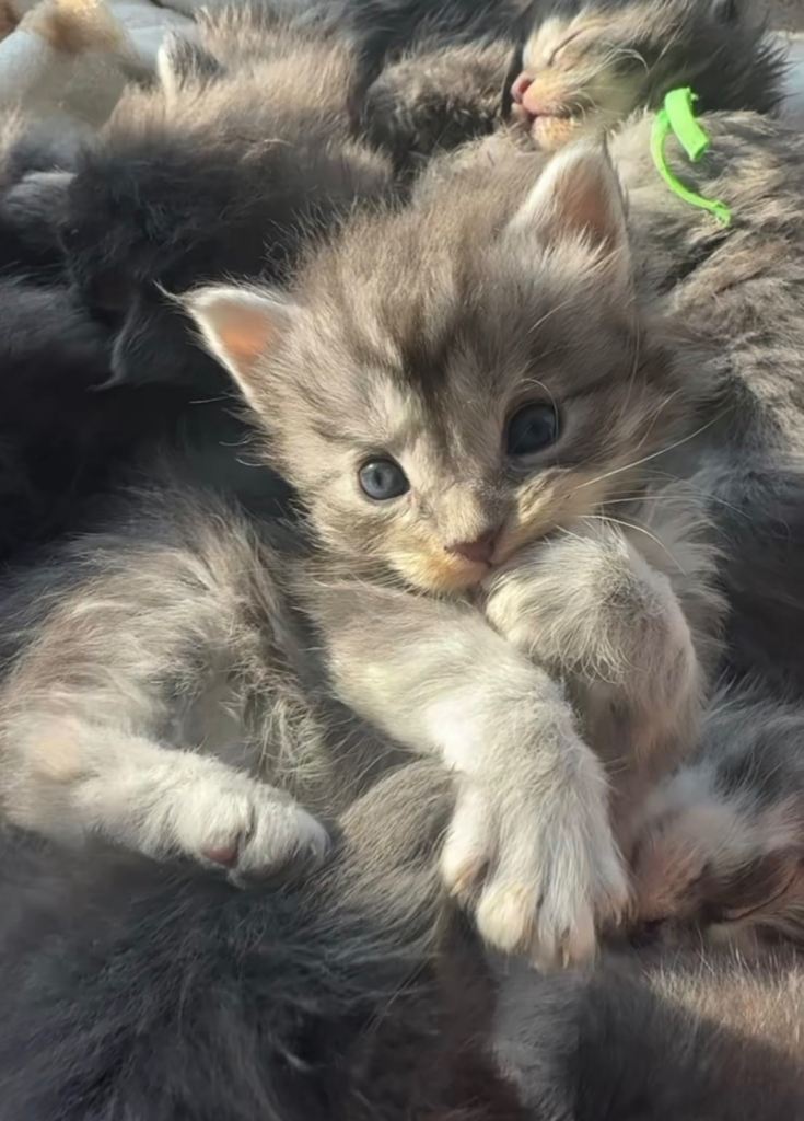 Angelica tica registered maine coon from health tested parents 