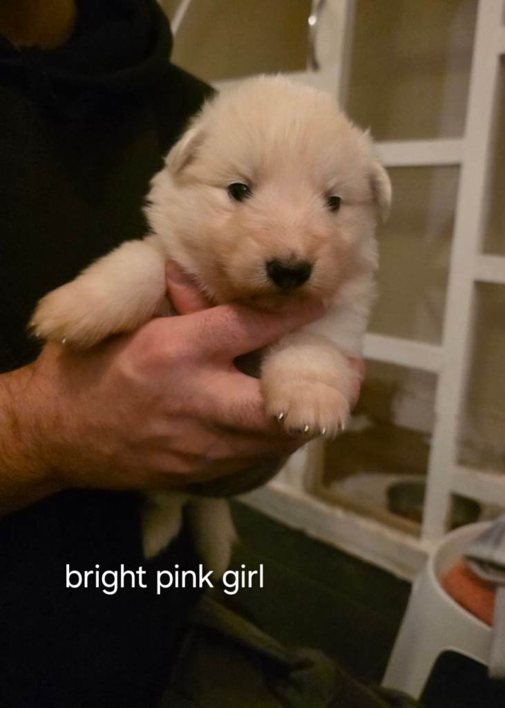 German shepherds straight back 