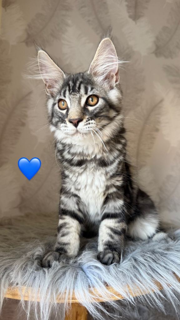TICA registered kittens 