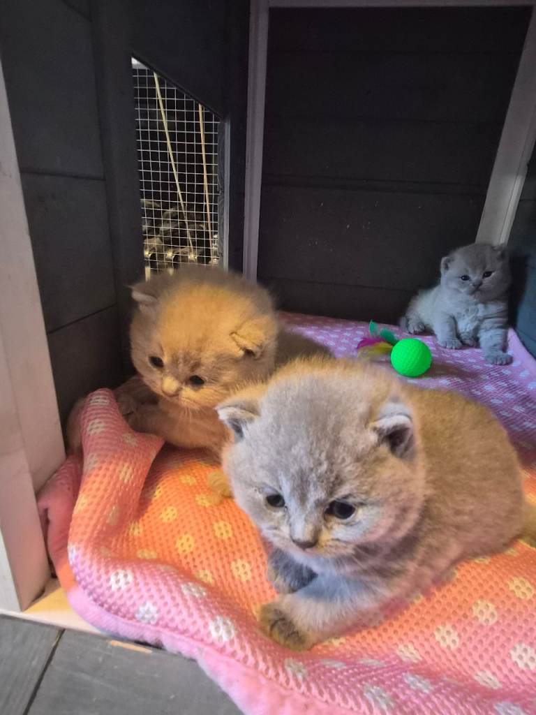 🌟 Stunning British Shorthair Kittens – Lilac & Blue (Grey) Girls 🌟