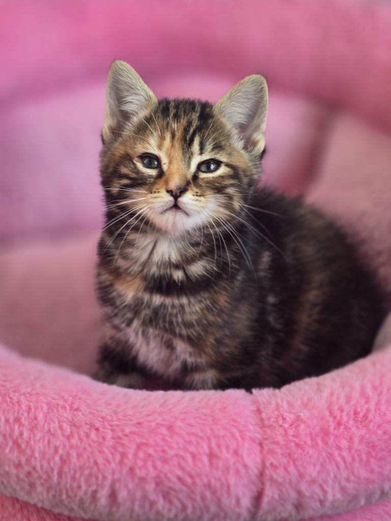 Adorable Cats 8 weeks old for sale.