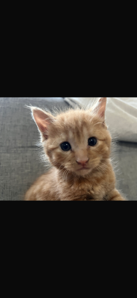 Siberian cross Kittens