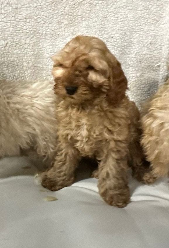 Cavapoo puppies