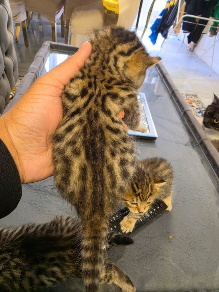 Two beautiful bengal kittens 