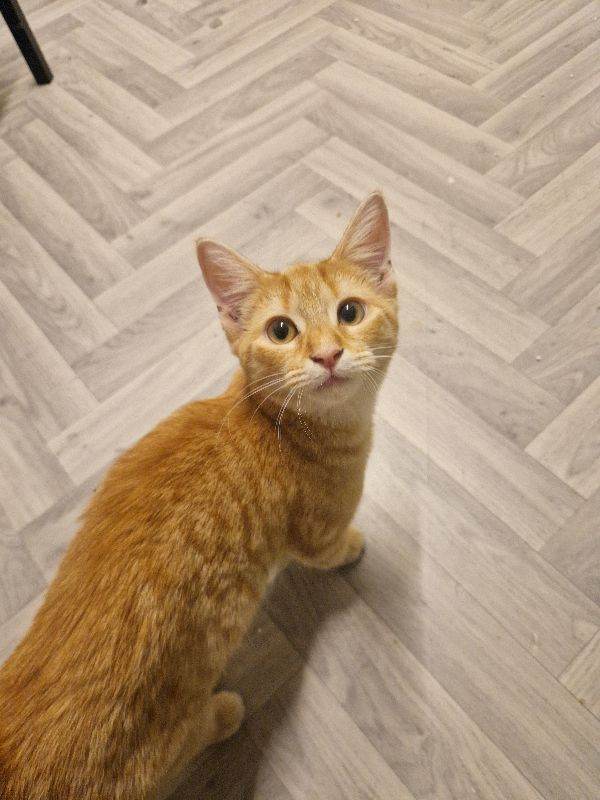 2 Cats in need of rehoming