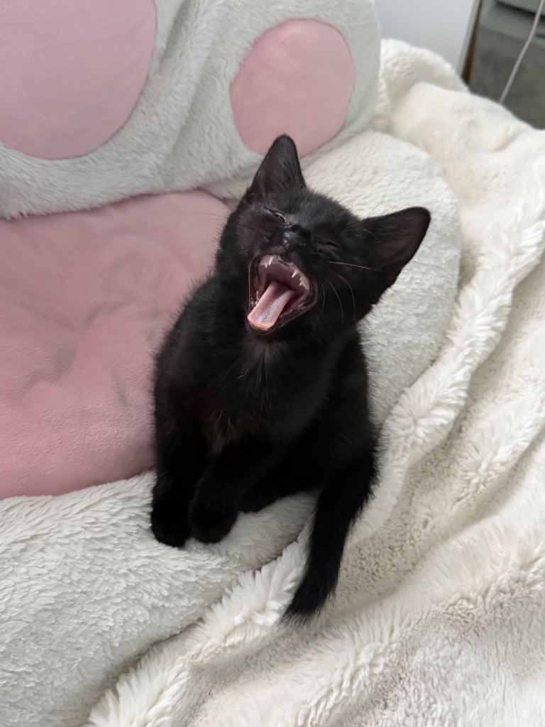 Beautiful little black kitten needing a home 💖