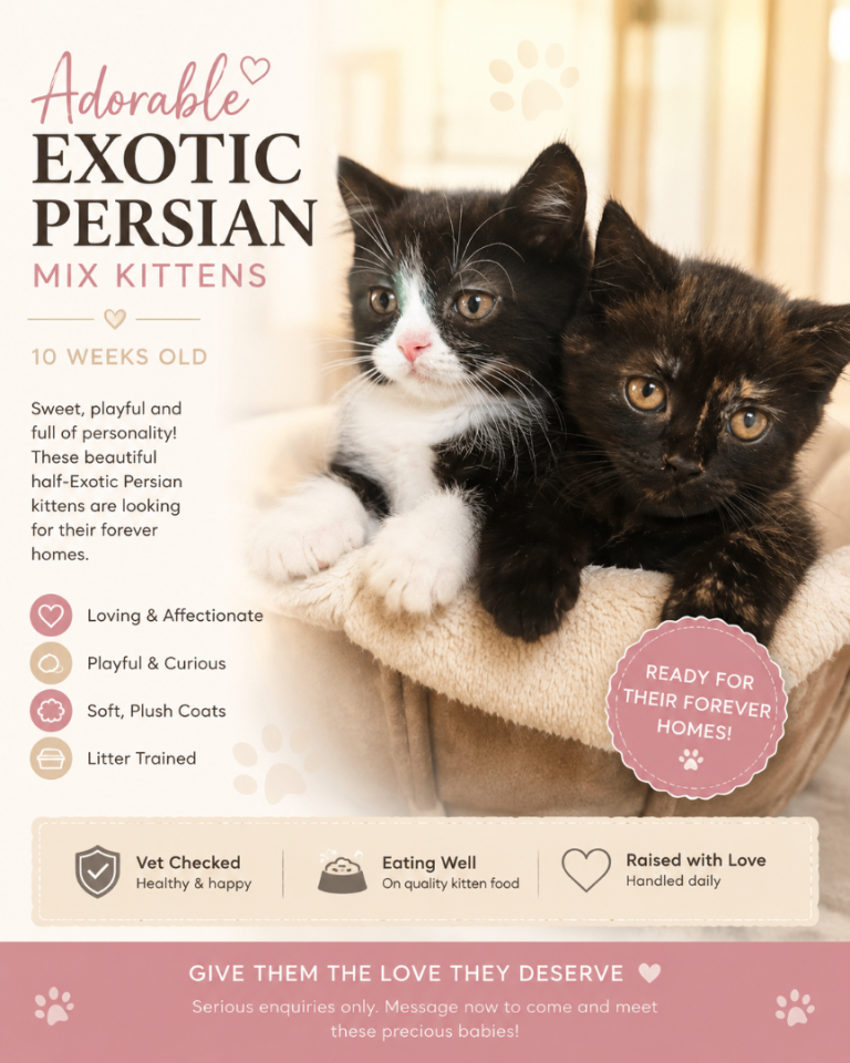 Half exotic Persian kittens 