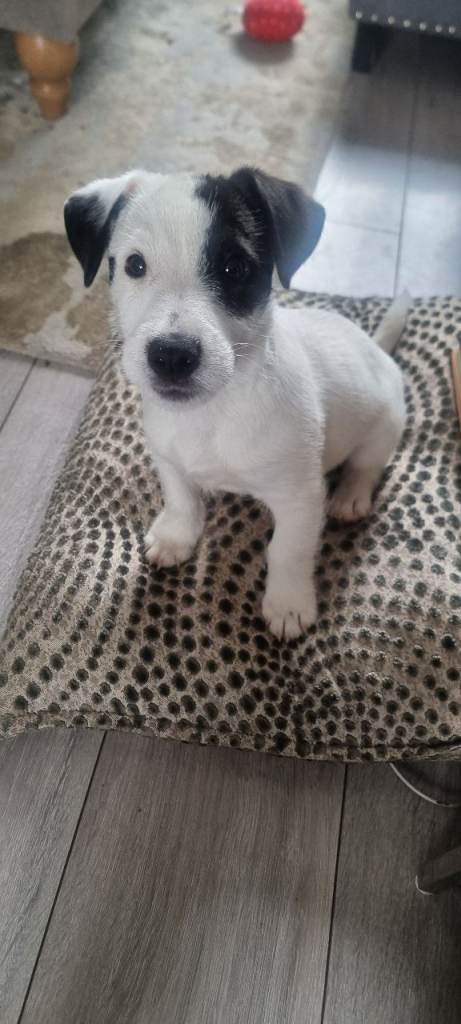 Jack russell terrier puppy