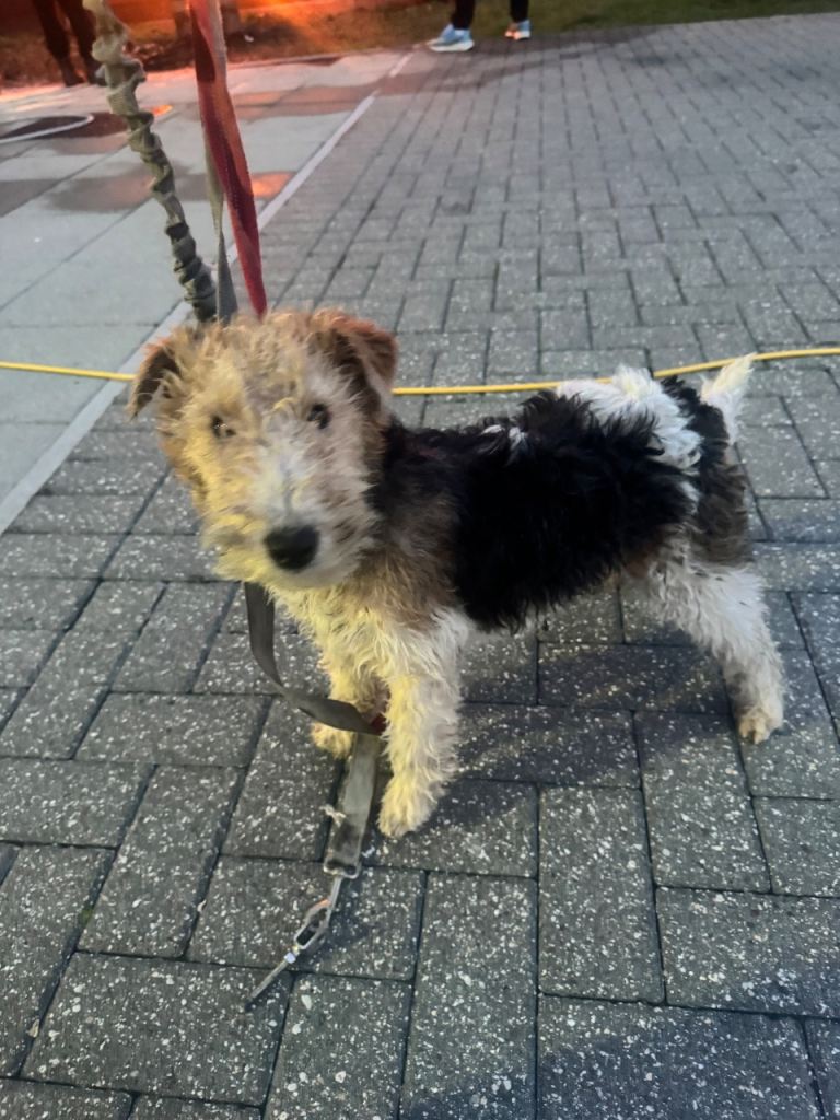 Female fox terrier 