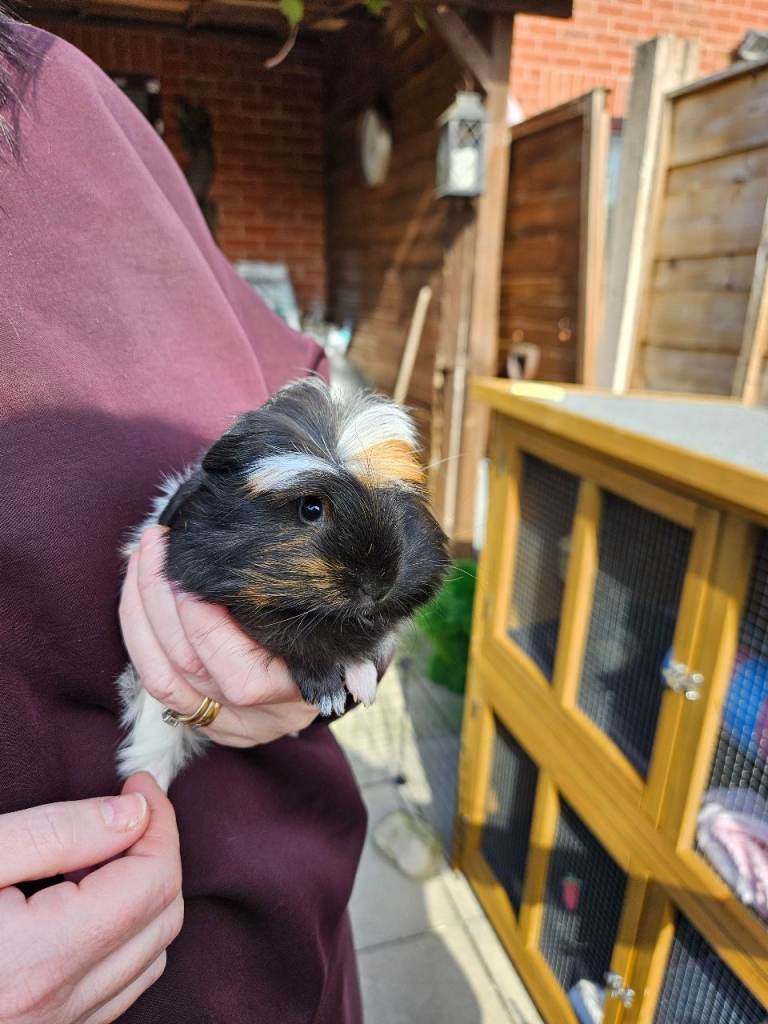 Beautiful male guinea pigs for sale