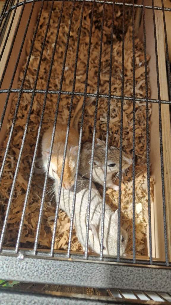 3 x female gerbils and equipment for sale