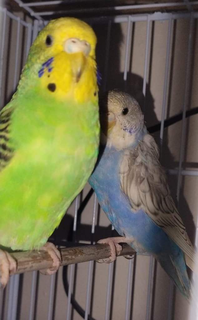 Bird and chicken 