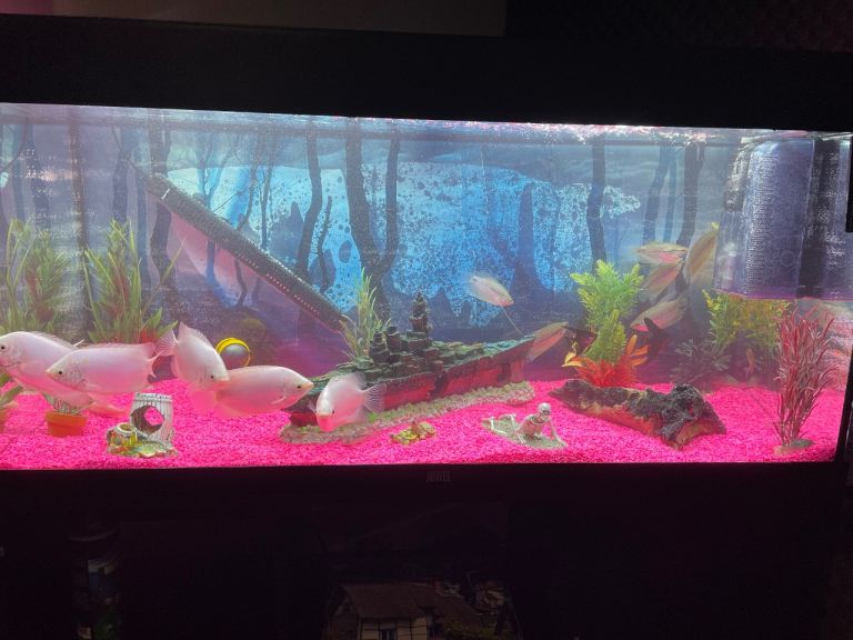 180L Fish Tank