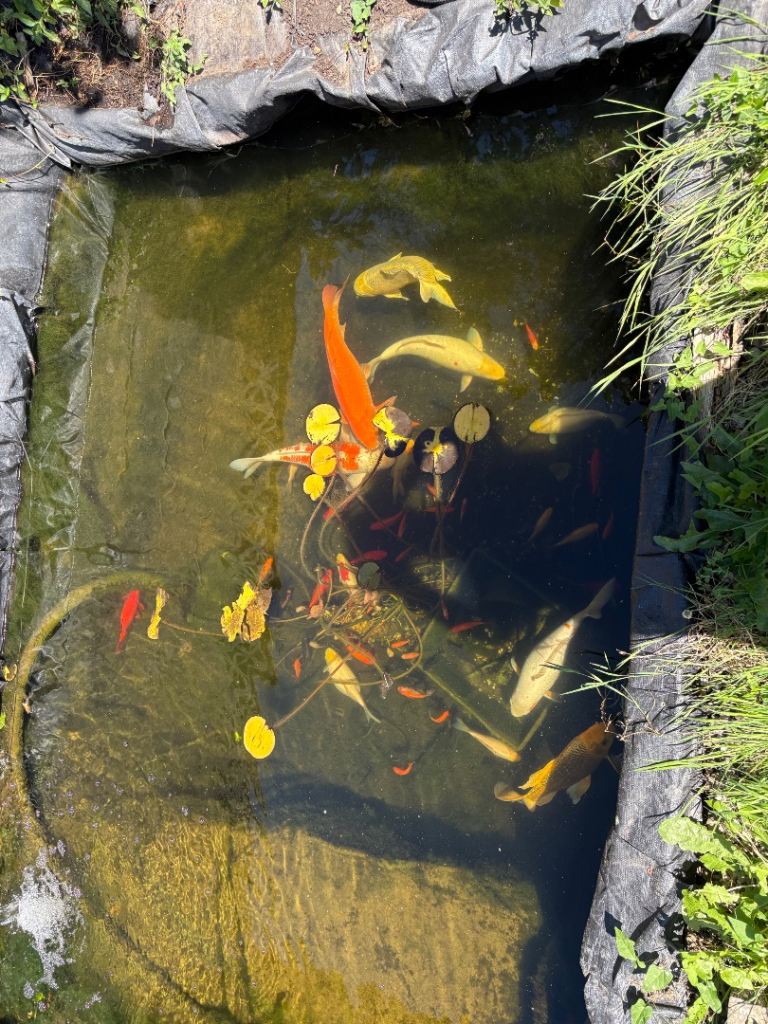 Koi carp