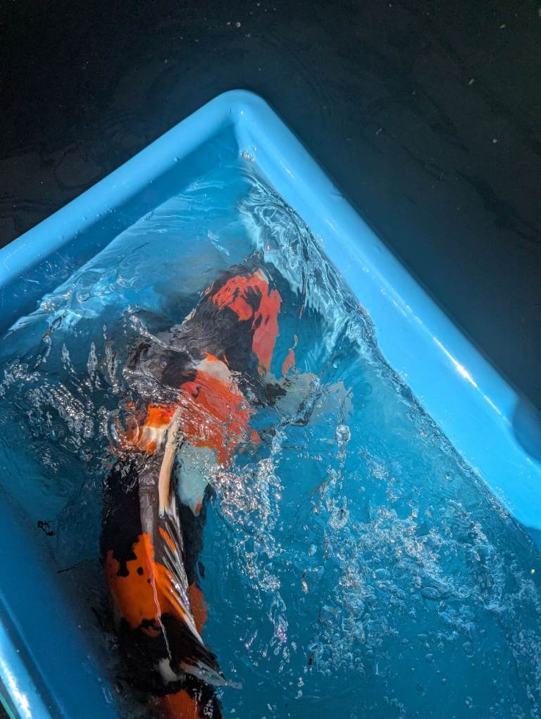 Koi for sale 