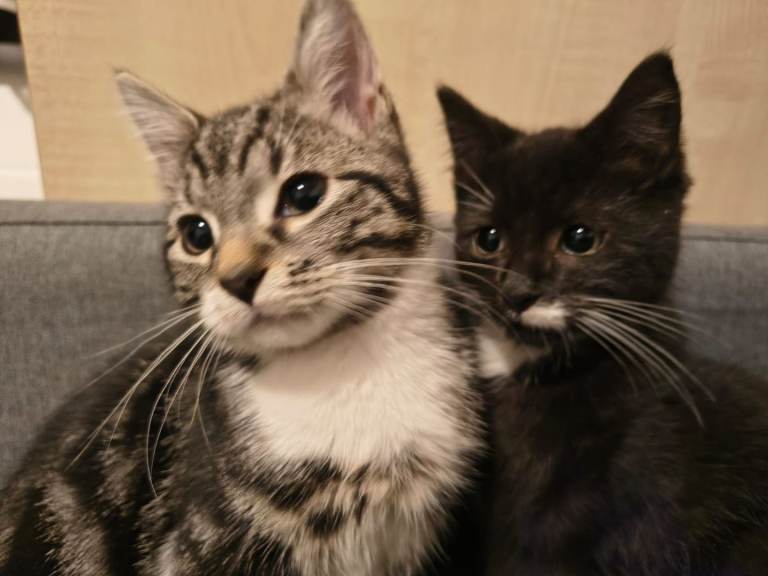 Lovely Kittens 