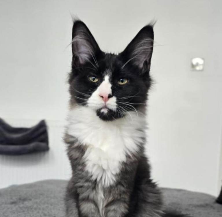 Pearl looking for forever home 