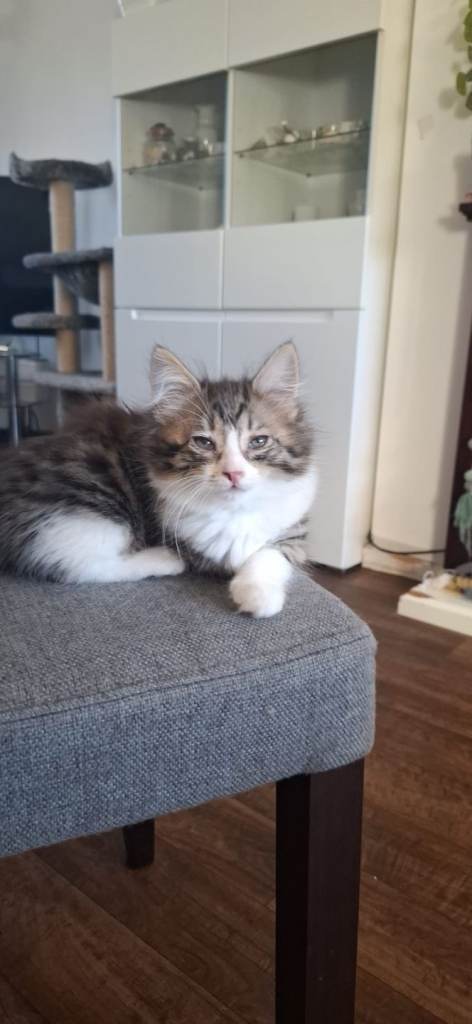 5 beautiful tabby kittens for sale