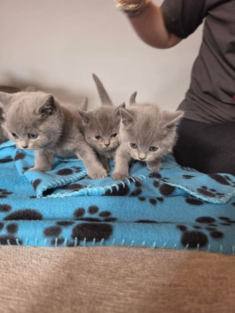 👀Stunning British shorthair kittens 👀 