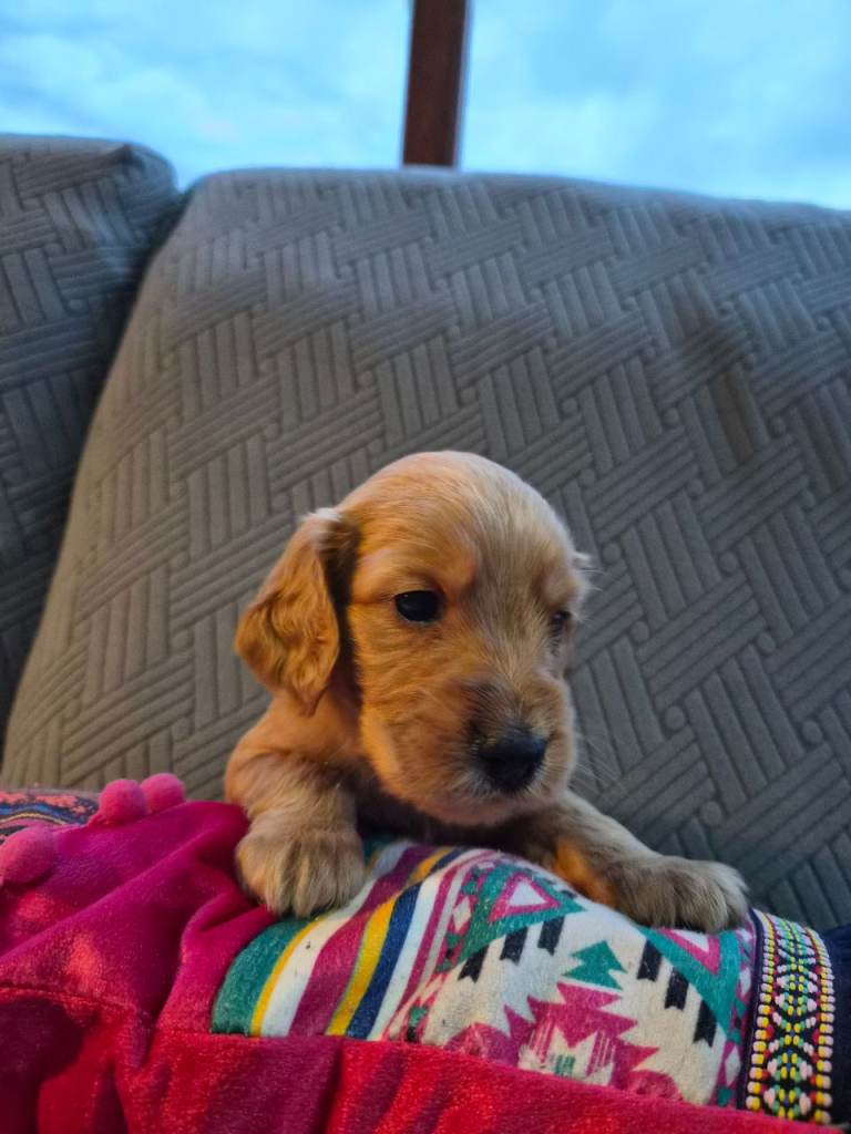 BEAUTIFUL COCKER SPANIEL PUPPIES 