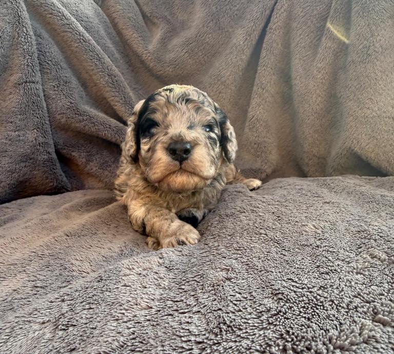 🐾 Beautiful Toy Cockapoo Puppies from Extensively DNA & Health Tested Parents 🐾