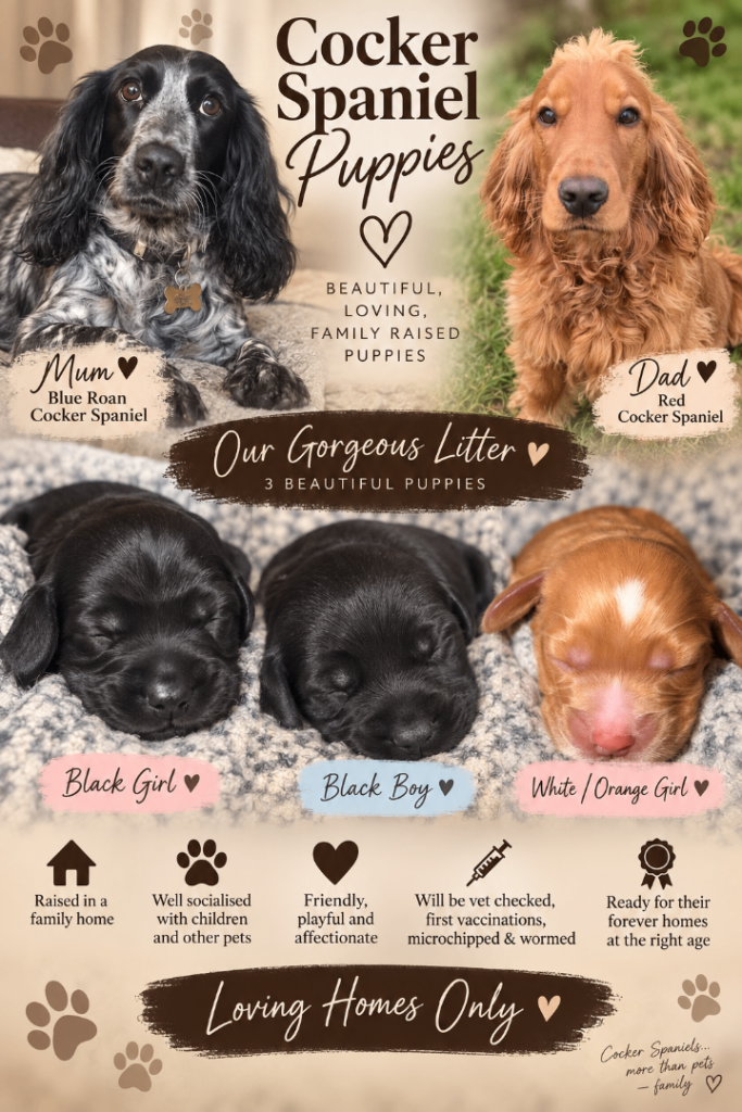 Chunky cocker spaniel pups 