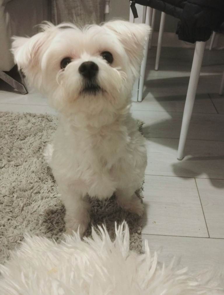 ***Only 1 puppy left*** Maltese Puppies 