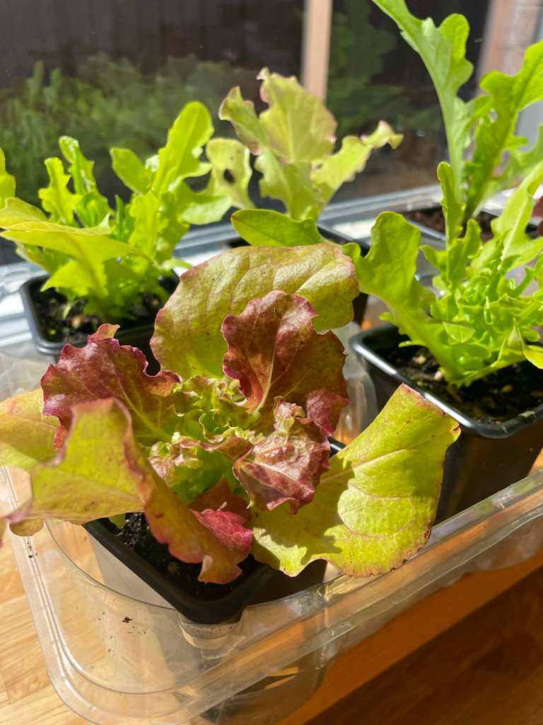 Lettuce plants and more 
