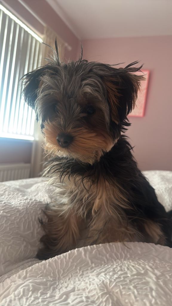 Loving Forever Home Needed for Archie – 7-Month-Old Yorkie 🐾
