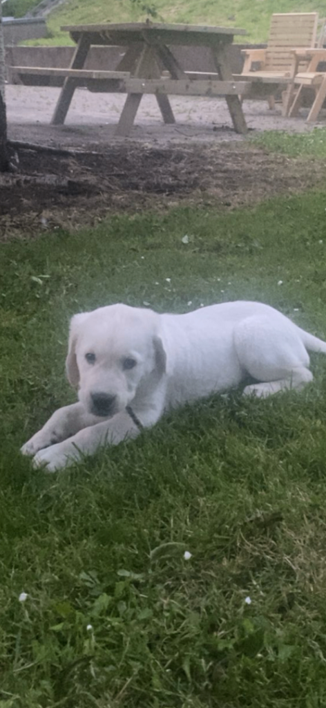 Labrador retriever pup.