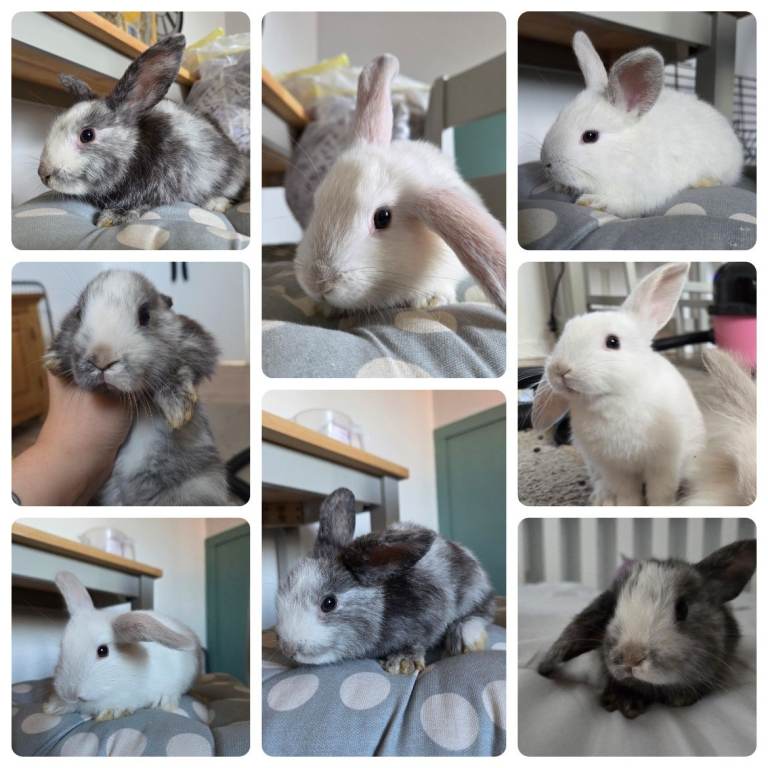2 BOYS LEFT - 9 WEEKS