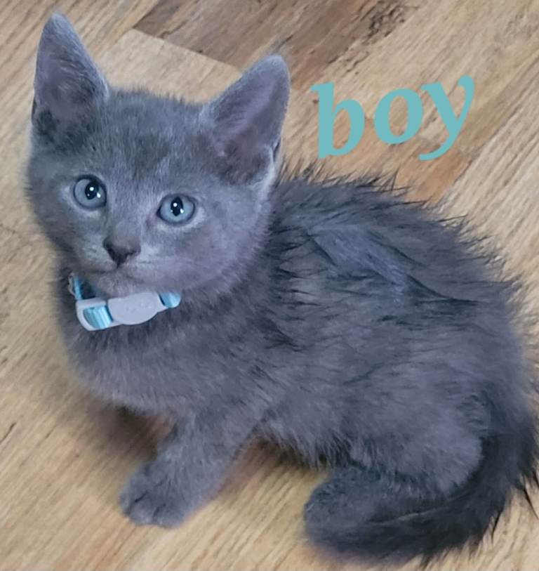 Beutiful all grey kittens 