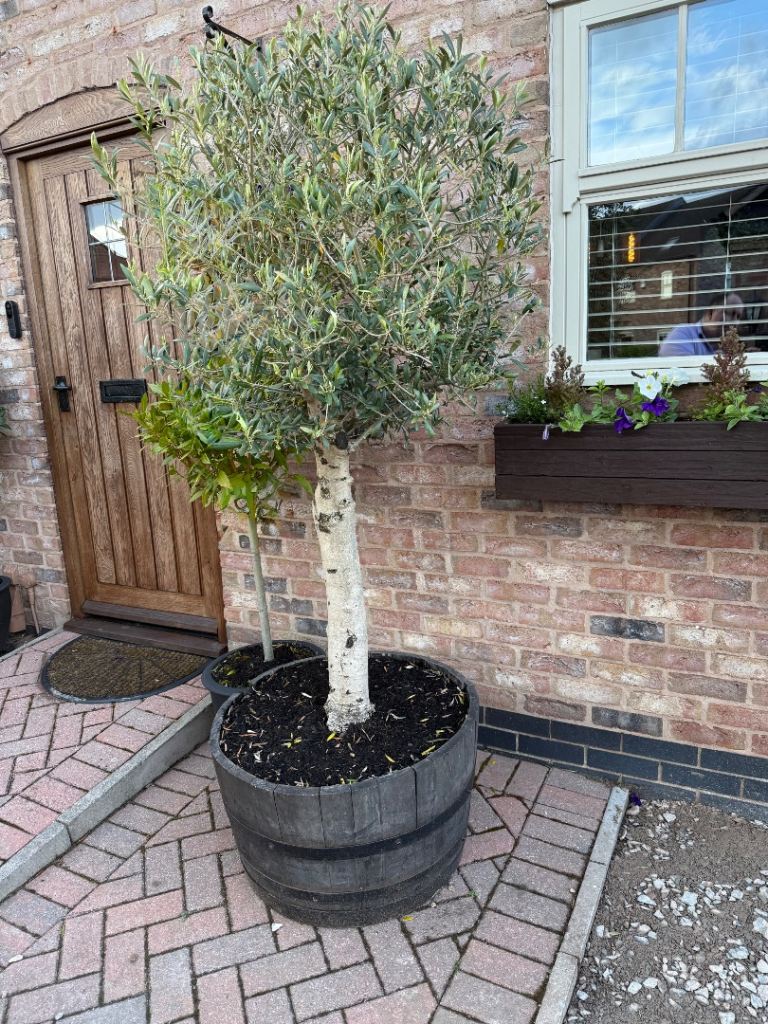 Olive Tree in Oak Barrel - 2100mm tall