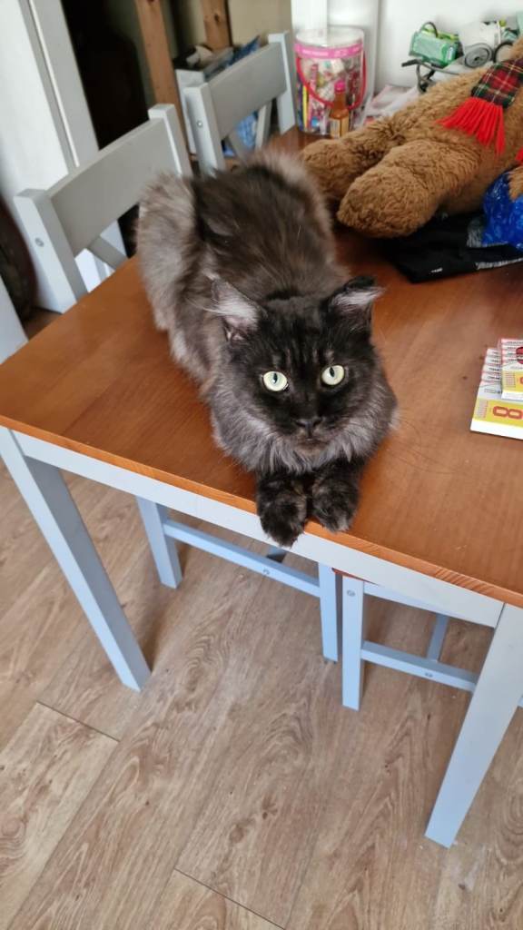 maine coon for new home