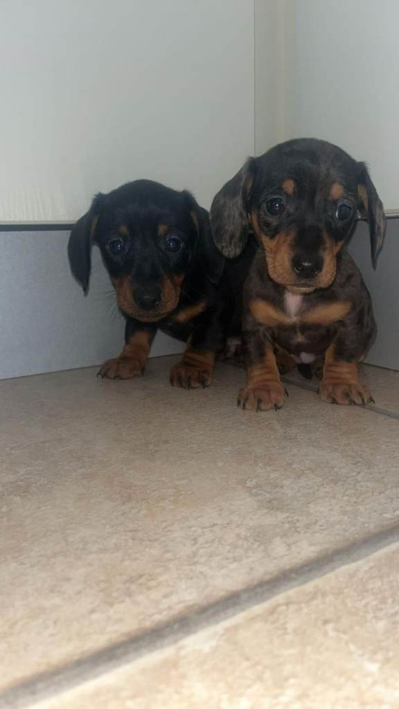 Miniature dachshund puppies 
