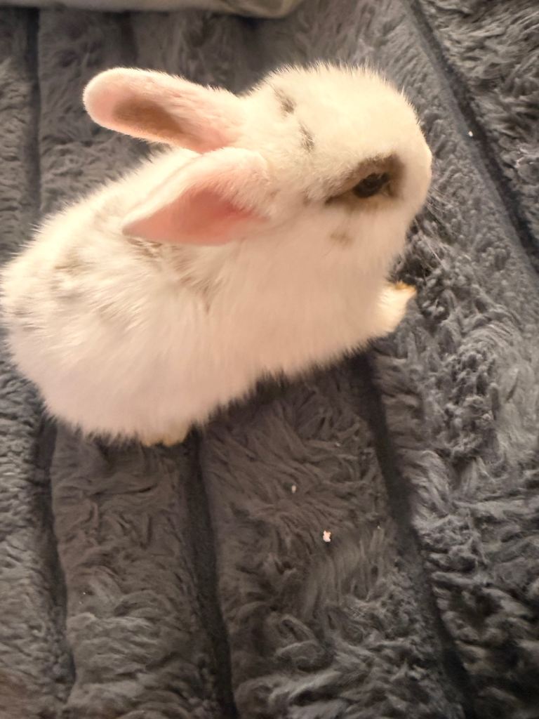 Bunnies for sale