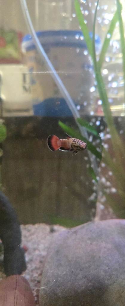 Betta Albimarginata