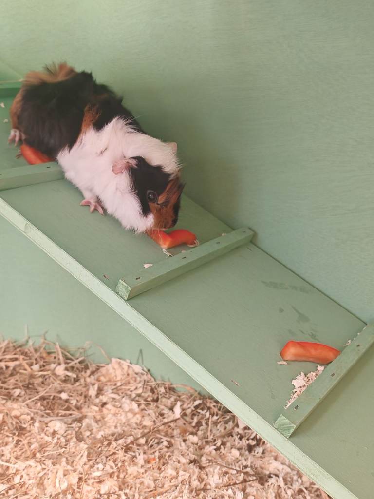 Two female guinea pigs 