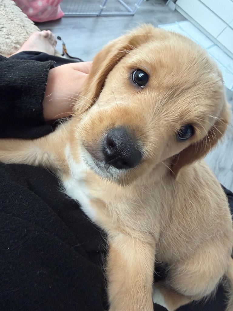 Cockalier/springer puppy 