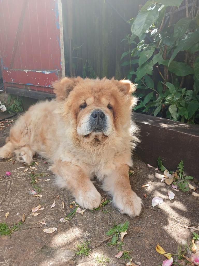 Female Chow Chow