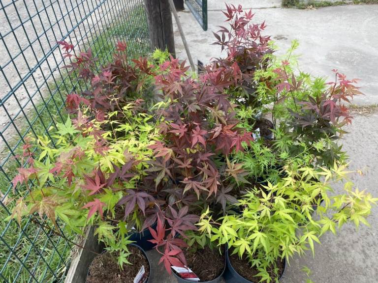 NEED THE SPACE. JOBLOT ACER PLANTS MIXED VARIETY. BRILLIANT FOR GROWING ON OR PLANTING OR POTTING UP