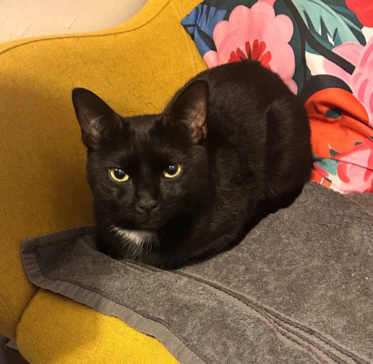 Our lovely boy is available for adoption