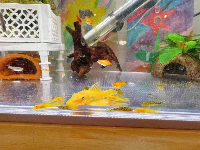 Bristlenose Pleco for Sale (from my hobby tank) – Golden & Snowflake – Various Sizes