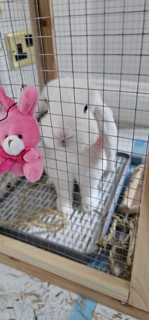Two beautiful bonded female rabbits🐰🐰