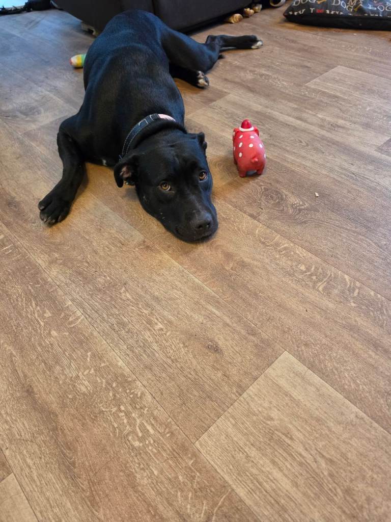 £275 Staffy cross 1.5 year old comes with crate/food