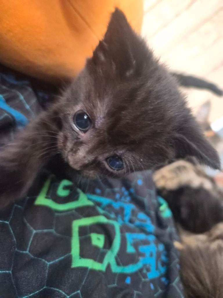 Kittens