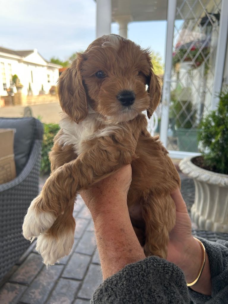 F1 Cockapoo puppy