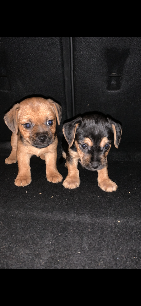 Jack Russell puppies 