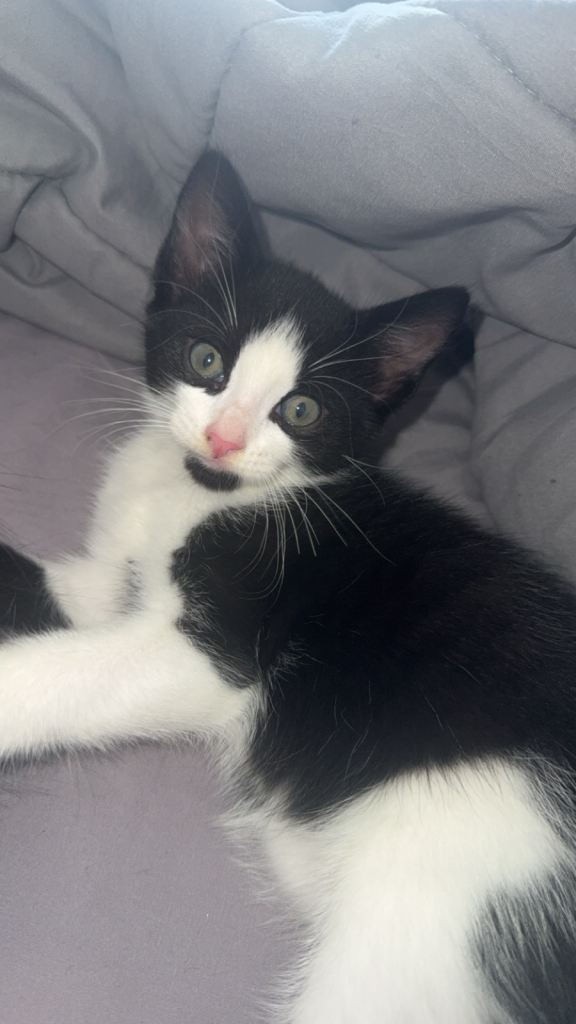 2 ADORABLE GIRL KITTENS FOR SALE!!!